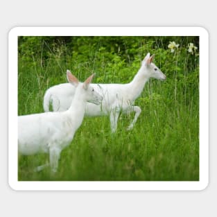 White Deer Sticker